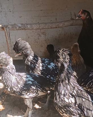 Galline padovane