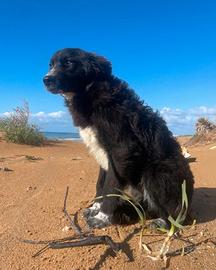 Cucciolo abbandonato mix border collie