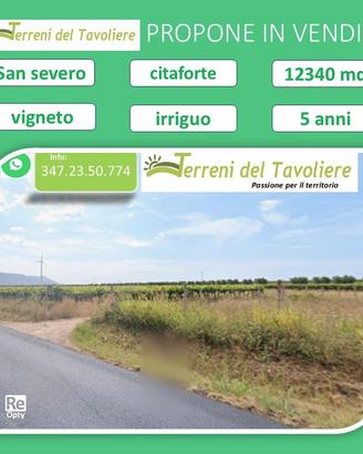 Magnifico Vigneto e Uliveto secolare a San Severo