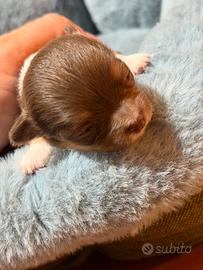 Chihuahua pelo lungo
