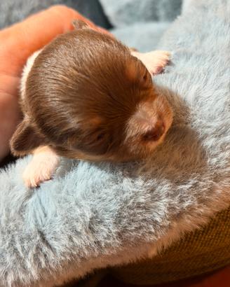Chihuahua pelo lungo