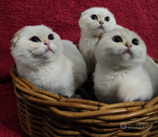 Gattini Scottish fold pedigree ENFI