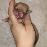 Cucciole chihuahua ipertipiche