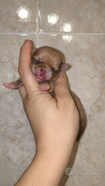 Cucciole chihuahua ipertipiche