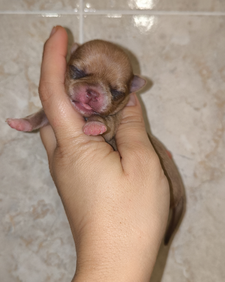 Cucciole chihuahua ipertipiche