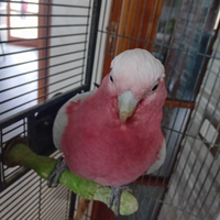 Cacatua roseicapilla