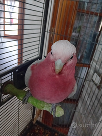 Cacatua roseicapilla