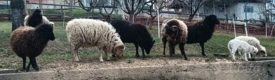 Pecore Nane Ouessant