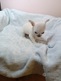 Cuccioli di chihuahua