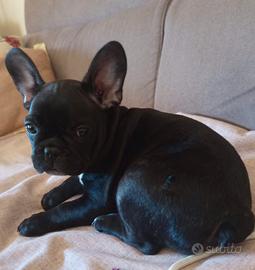 Bulldog Francese