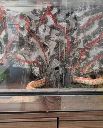 Serpente del grano con terrario