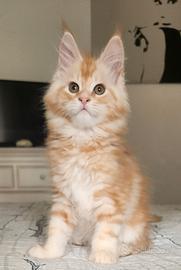 Maine coon