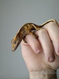 Correlophus ciliatus