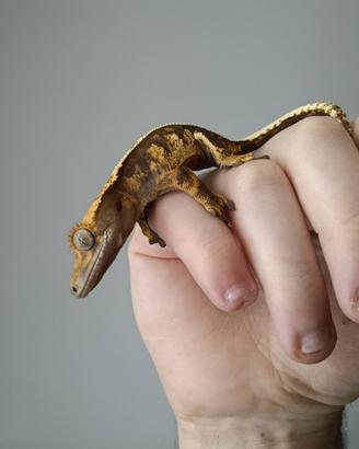 Correlophus ciliatus