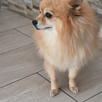 Accoppiamento del mio volpino pomeriano