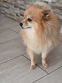 Accoppiamento del mio volpino pomeriano