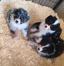 Cuccioli Pastore Australiano