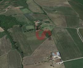 AGRICOLO - Benevento