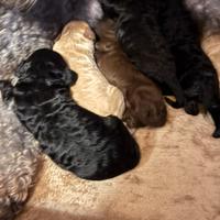 Barboncino femmina nera