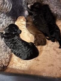 Barboncino femmina nera