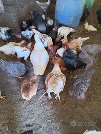 Polli galle di vari incroci