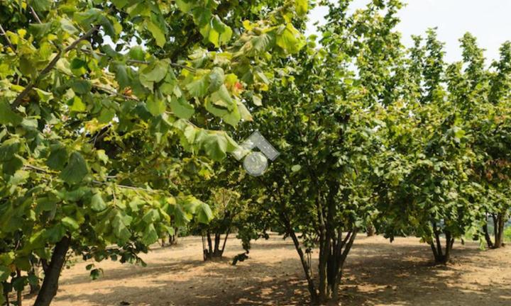 TER. AGRICOLO A MERCOGLIANO