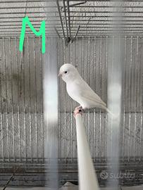 Animali uccelli