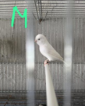 Animali uccelli