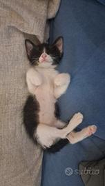 Gattini 3 mesi in adozione buoni e dolci