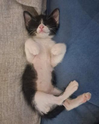 Gattini 3 mesi in adozione buoni e dolci