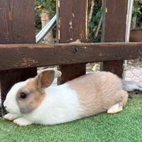 Cuccioli di coniglio nano