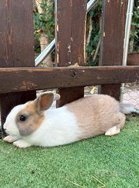 Cuccioli di coniglio nano