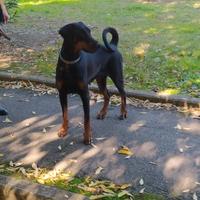 Dobermann Femmina