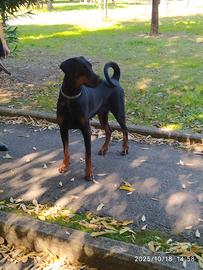 Dobermann Femmina