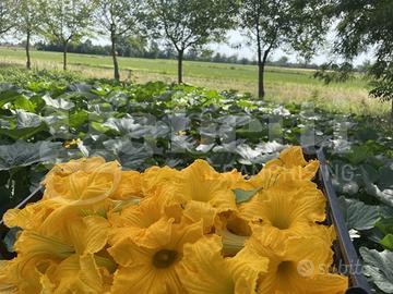 Stabile/Palazzo Borgonovo Val Tidone [BRV1PMVTG]