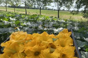 Stabile/Palazzo Borgonovo Val Tidone [BRV1PMVTG]