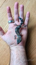 014 Geco Leopardino Leopard Gecko