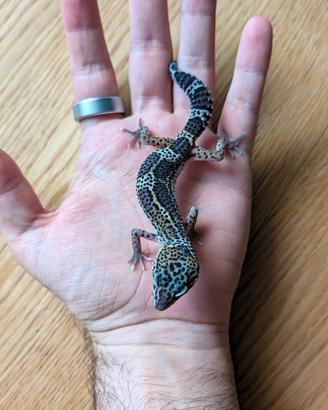 014 Geco Leopardino Leopard Gecko