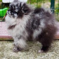 Cucciolo spitz tedesco nano