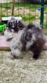 Cucciolo spitz tedesco nano