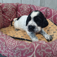 Cocker Spaniel BLU ROANO