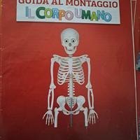 Collezione "il corpo umano" anno 2020
