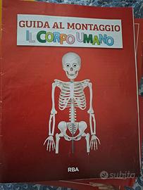 Collezione "il corpo umano" anno 2020