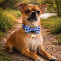 Chihuahua maschio per monta - Snoopy