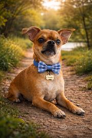 Chihuahua maschio per monta - Snoopy