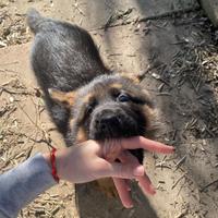 Cuccioli pastore tedesco