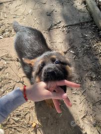 Cuccioli pastore tedesco