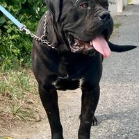 Stallone cane corso