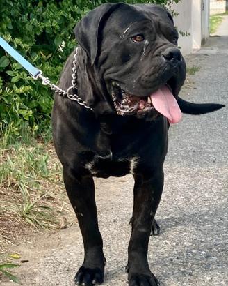 Stallone cane corso