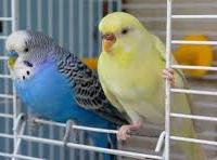 Coppia cocorite giovani tranquilli docili top